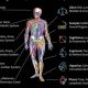 Your Astrological Body Chart: A Guide | Astrology Inaction: Discover the Hidden Power of the Stars