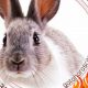 Unraveling the Fire Rabbit: Chinese Astrology Insights | Astrology Inaction: Discover the Hidden Power of the Stars