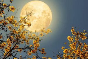 Your Next Full Moon Astrology Guide Astrology Inaction: Discover the Hidden Power of the Stars Your Next Full Moon Astrology Guide | Astrology Inaction: Discover the Hidden Power of the Stars