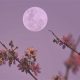 Understanding April 9 Astrology: Traits and Insights | Astrology Inaction: Discover the Hidden Power of the Stars