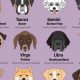 Dog Astrology | Astrology Inaction: Discover the Hidden Power of the Stars