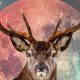 The Buck Moon 2024: Astrology Insights & Guide | Astrology Inaction: Discover the Hidden Power of the Stars