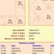 Accurate Free Vedic Astrology Chart Calculator Online | Astrology Inaction: Discover the Hidden Power of the Stars