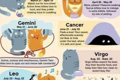 Your Cat's Astrological Sign: A Fun Guide Astrology Inaction: Discover the Hidden Power of the Stars Your Cat's Astrological Sign: A Fun Guide | Astrology Inaction: Discover the Hidden Power of the Stars